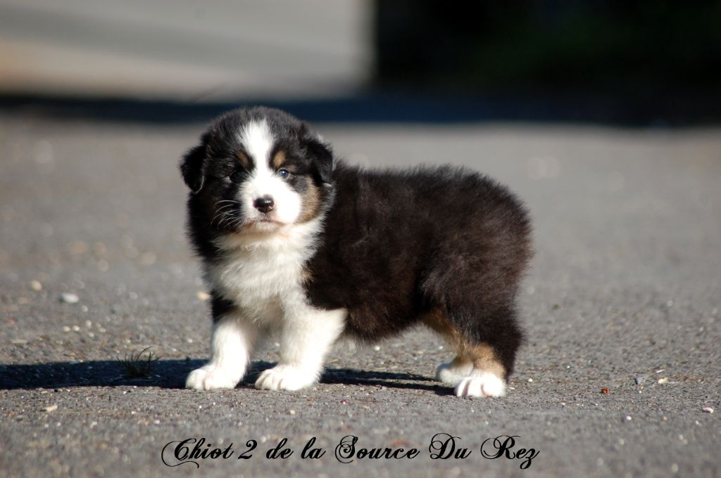 De La Source Du Rez - Chiots disponibles - Berger Australien