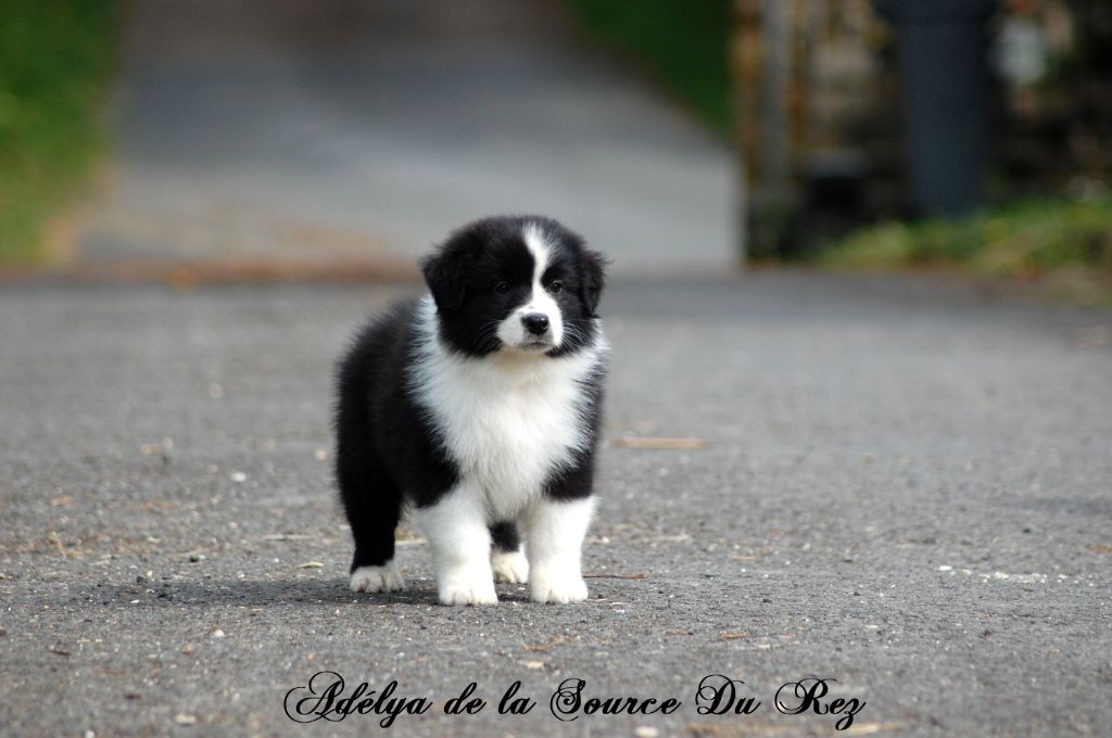 De La Source Du Rez - Chiots disponibles - Berger Australien