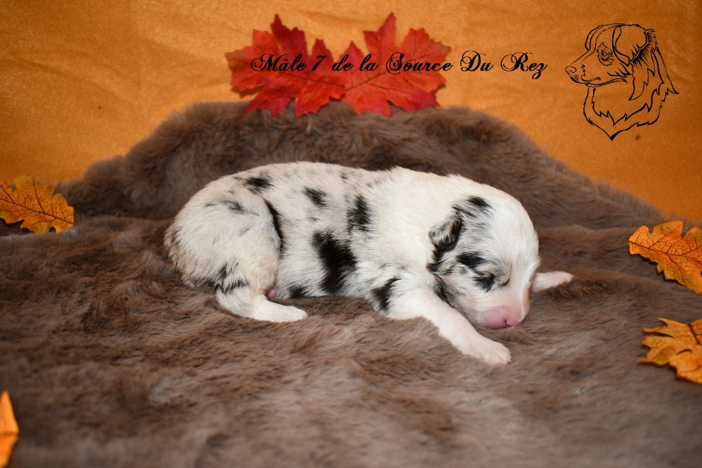 De La Source Du Rez - Chiots disponibles - Berger Australien