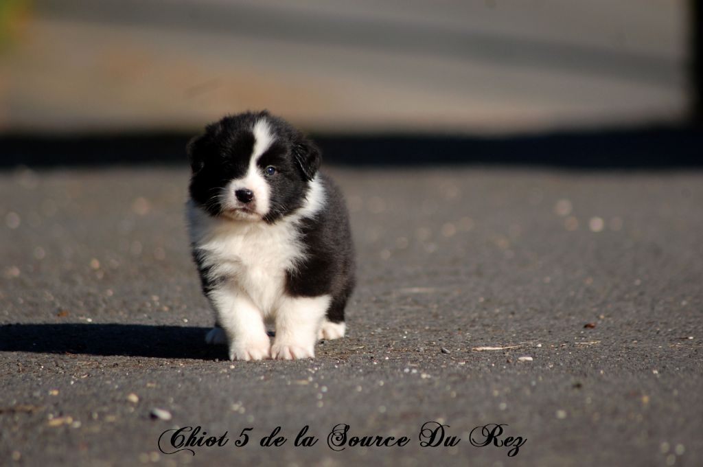 De La Source Du Rez - Chiots disponibles - Berger Australien