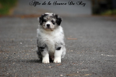 Alfie