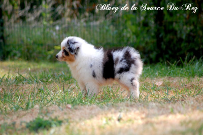 F7 - Bluey