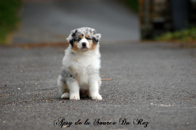 Apsy