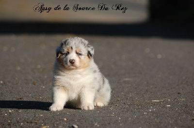 Apsy