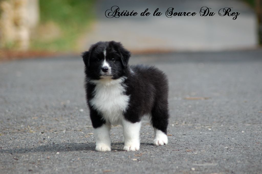 De La Source Du Rez - Chiots disponibles - Berger Australien
