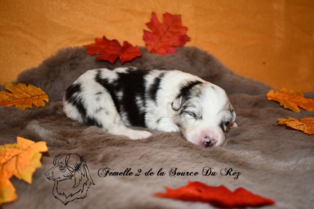 De La Source Du Rez - Chiots disponibles - Berger Australien
