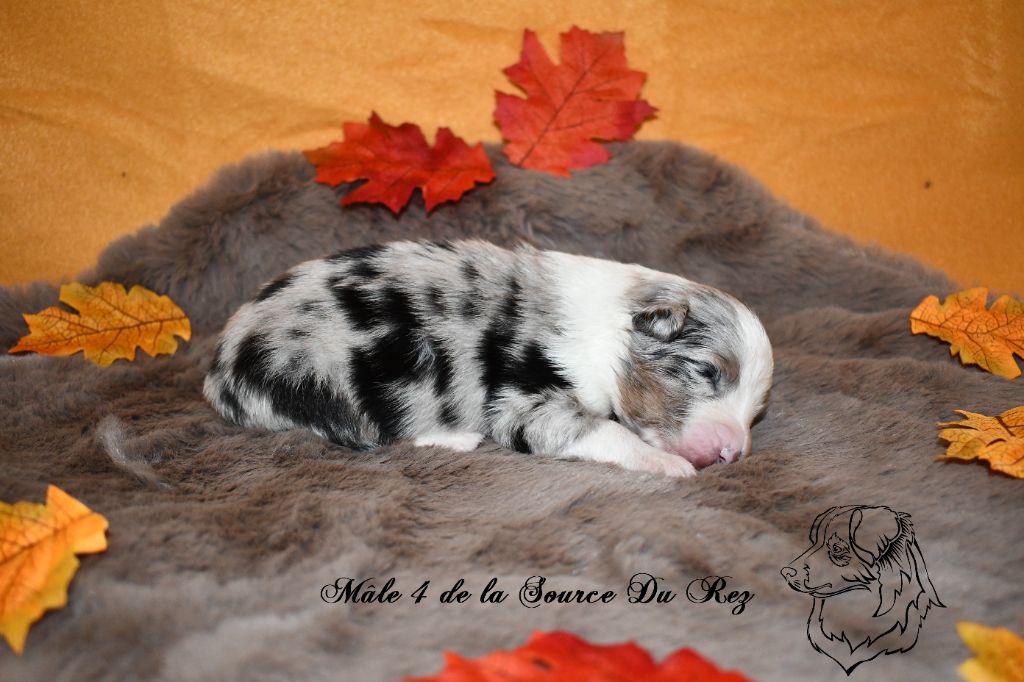 De La Source Du Rez - Chiots disponibles - Berger Australien