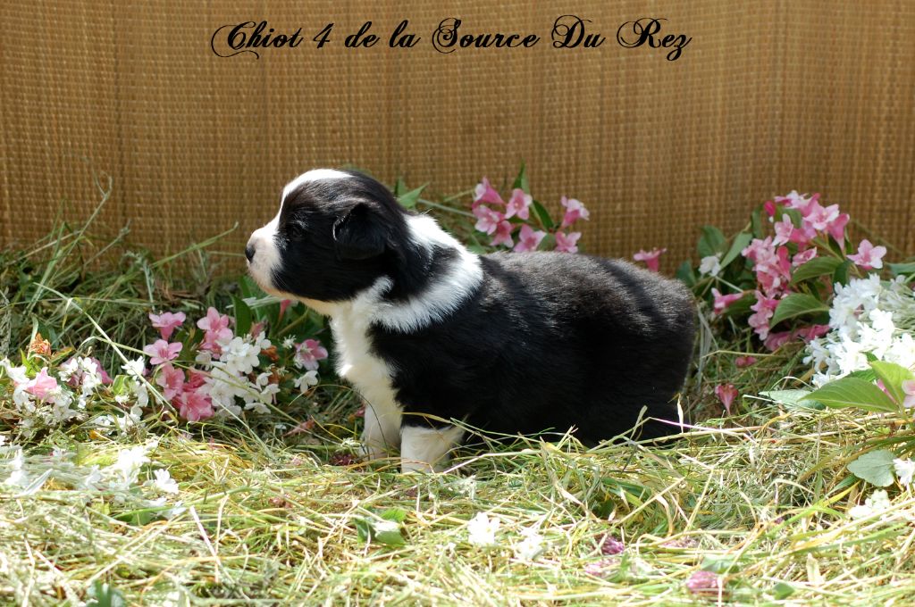 De La Source Du Rez - Chiots disponibles - Berger Australien