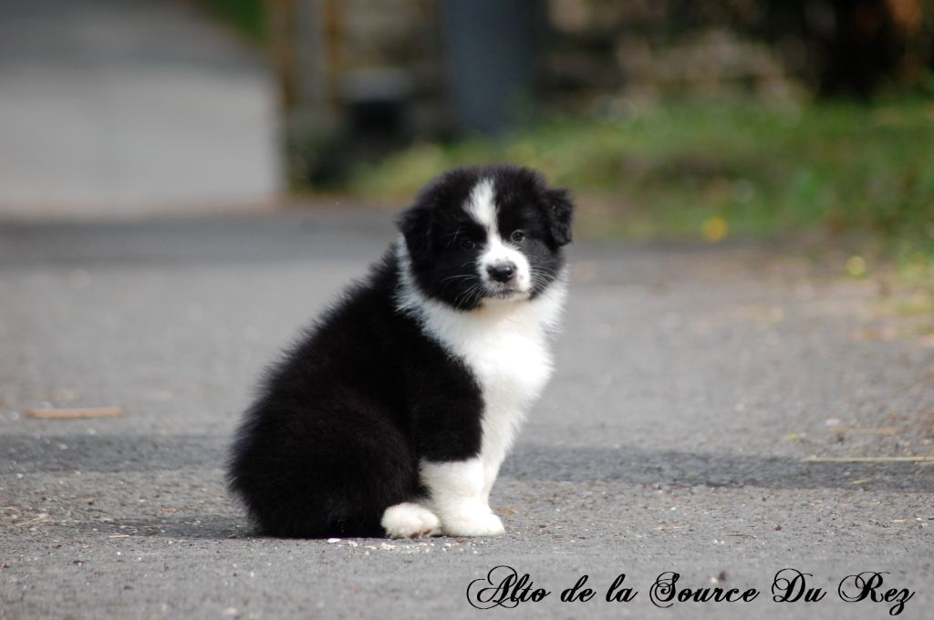 De La Source Du Rez - Chiots disponibles - Berger Australien
