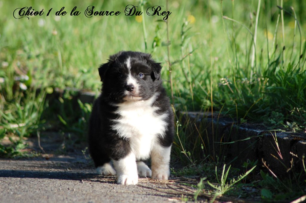 De La Source Du Rez - Chiots disponibles - Berger Australien