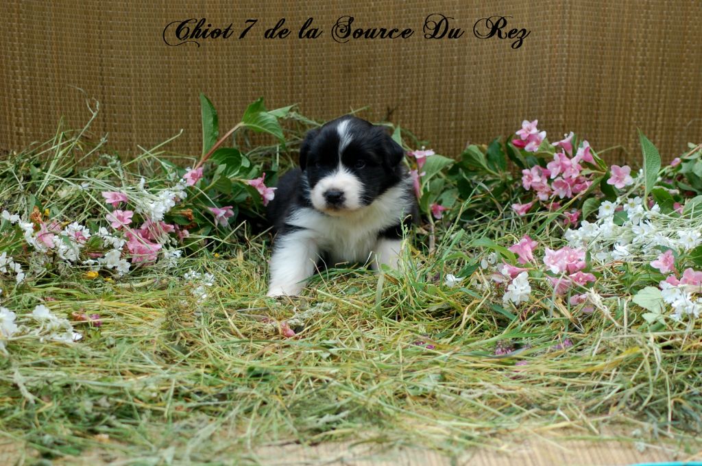 De La Source Du Rez - Chiots disponibles - Berger Australien